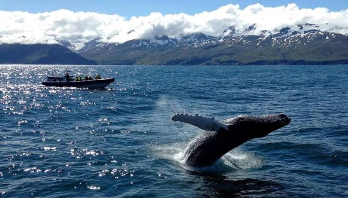 Whale Watching IMG 01